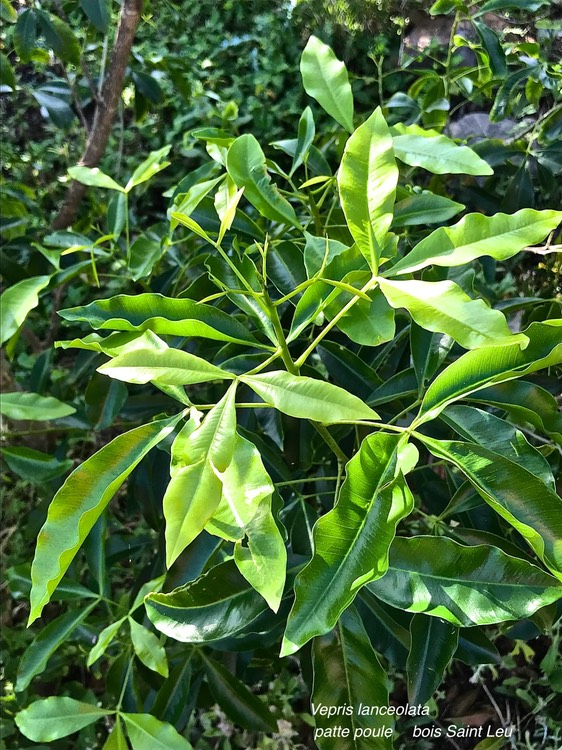 Vepris lanceolata.bois saint Leu.patte poule.rutaceae. indigène Réunion.IMG_2460