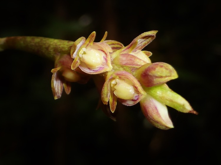 Bulbophyllum pendulum