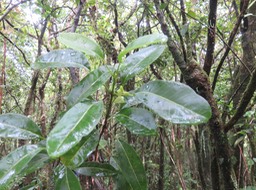 10. ??? Melicope borbonica ou Euodia borbonica - Petit catafaille - Rutacée - M  IMG_2706.JPG