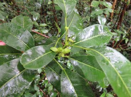 11. ??? Melicope borbonica ou Euodia borbonica - Petit catafaille - Rutacée - M IMG_2707.JPG