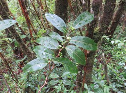12. Casearia coriacea - Bois de cabri rouge - Flacourtiaceae - endémique de la Réunion et de Maurice IMG_2708.JPG