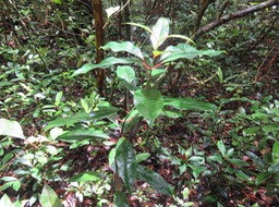15. Jeune Tambourissa elliptica - Bois de bombarde; Bois de tambour -  Monnimiaceae