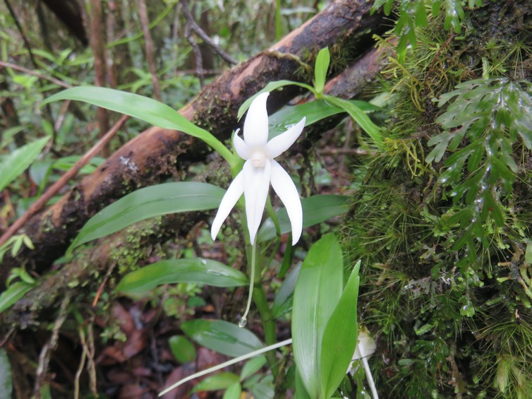 17. Angraecum mauritianum - Faux Faham - EPIDENDROIDEAE - Indigène Réunion