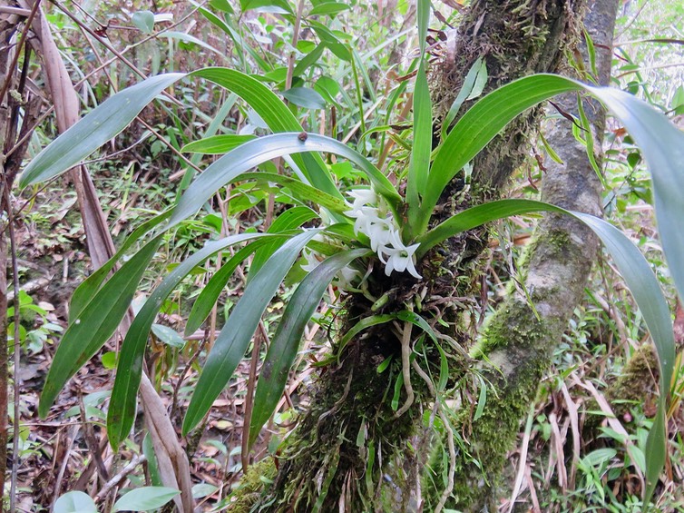 26. Angraecum bracteosum - Orchidaceae  IMG_2735.JPG