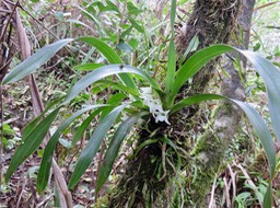 27. Angraecum bracteosum - Orchidaceae  IMG_2736.JPG