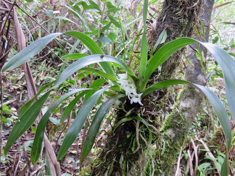 27. Angraecum bracteosum - Orchidaceae  IMG_2736.JPG