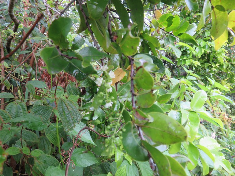3. Fleurs Grangeria Comm. ex Juss. - Bois de punaise  - Chrysobalanaceae - Madag., Mascar. (B, M) IMG_2698.JPG