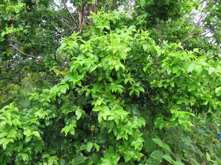 4. Grangeria Comm. ex Juss. - Bois de punaise  - Chrysobalanaceae - Madag., Mascar. (B, M) IMG_2699.JPG