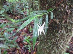 6. Angraecum mauritianum - Faux Faham - EPIDENDROIDEAE - Indigène Réunion IMG_2701.JPG