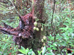 8. Syzygium cordemoyi - Bois de pomme à grandes feuilles - Myrtacée - B   IMG_2704.JPG