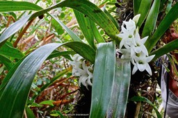 Angraecum bracteosum.orchidaceae.endémique Réunion.P1027894