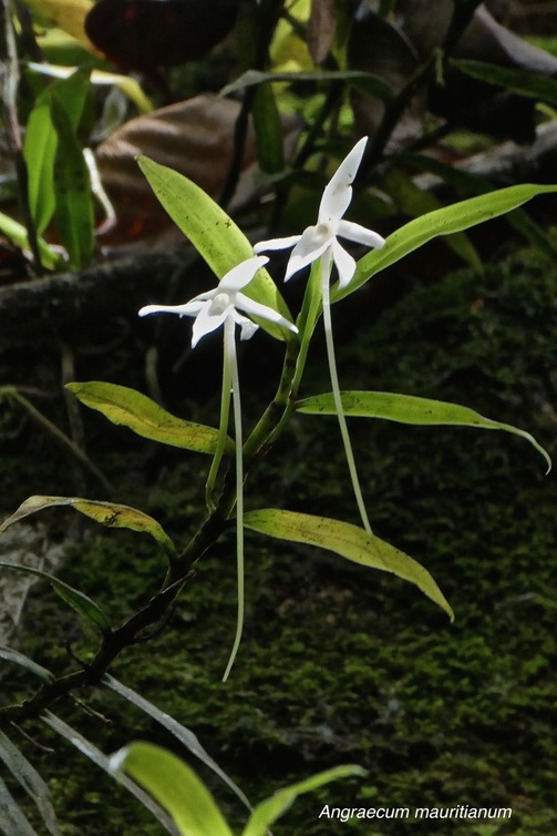 Angraecum mauritianum .orchidaceae. indigène Réunion.P1027633