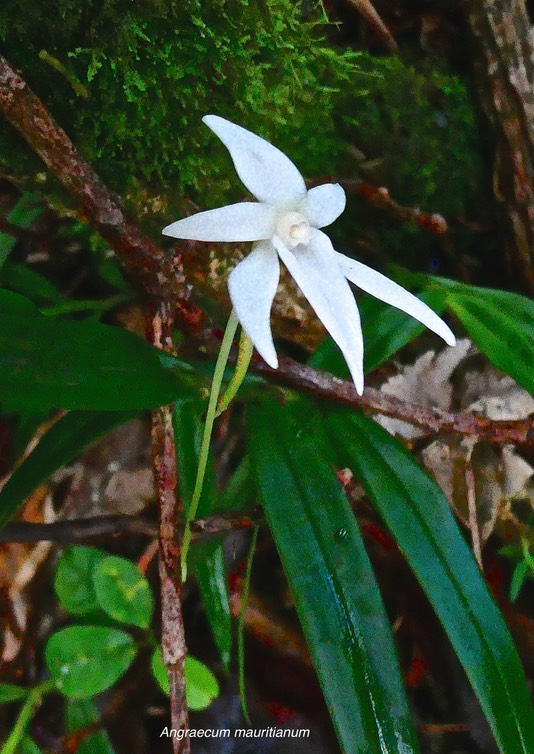 Angraecum mauritianum.orchidaceae.indigène Réunion.P1027511