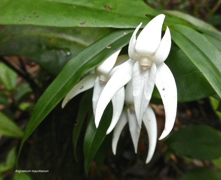 Angraecum mauritianum.orchidaceae.P1027736