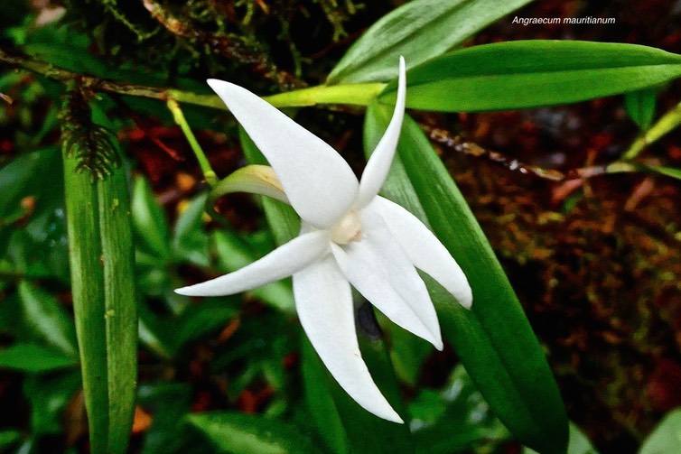 Angraecum mauritianum.orchidaceae. indigène Réunion.. P1027709