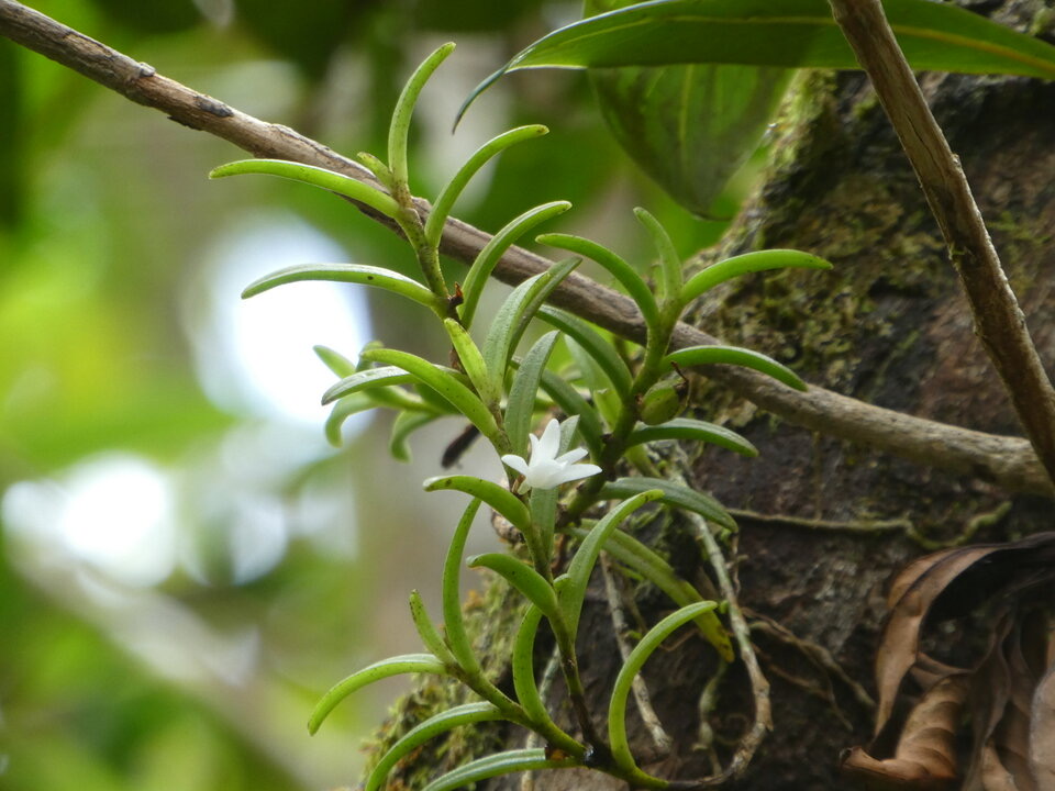 Angraecum pectinatum - EPIDENDROIDEAE - Indigène Réunion