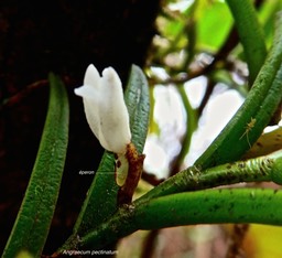 Angraecum pectinatum .orchidaceae.indigène Réunion.P1027803