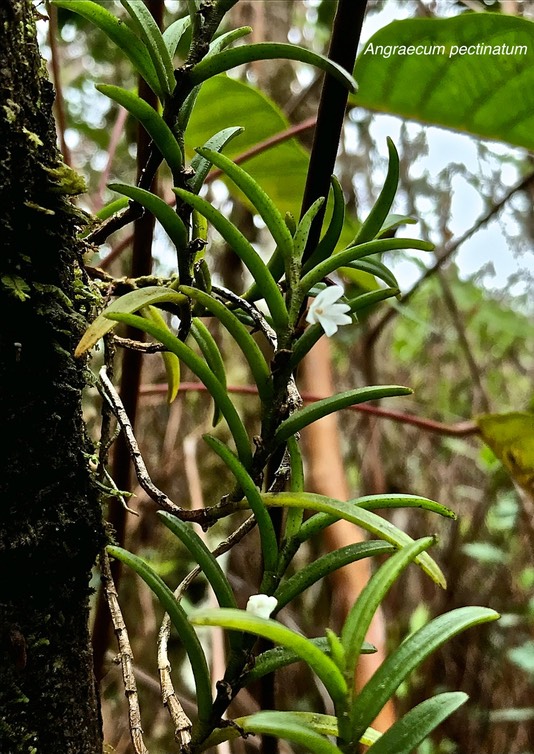 Angraecum pectinatum .orchidaceae.indigène Réunion.IMG_7869