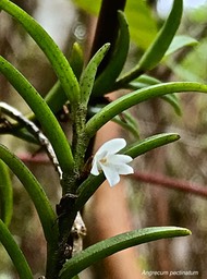 Angraecum pectinatum.orchidaceae.indigène Réunion.IMG_7873
