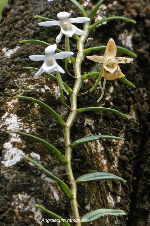 Angraecum ramosum. orchidaceae. indigène Réunion.P1027668