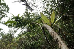 Badula sp .bois de savon.primulaceae.endémique Réunion. P1027814