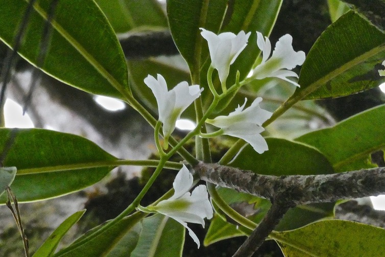 Beclardia macrostachya.orchidaceae.indigène Réunion .sur petit natte.P1027900