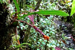 Bulbophyllum bernadetteae ( en mauvais état après les intempéries  ) orchidaceae. endémique Réunion.P1027864