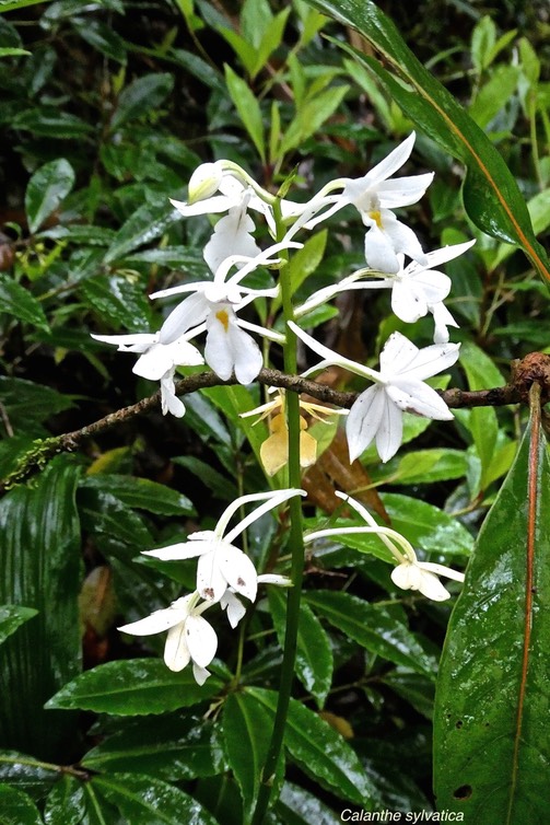 Calanthe sylvatica .orchidaceae.indigène Réunion.P1027586