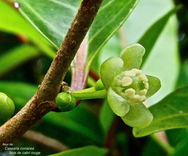 Casearia coriacea. bois de cabri rouge. ( fleur ) salicaceae .endémique Réunion Maurice. P1027487