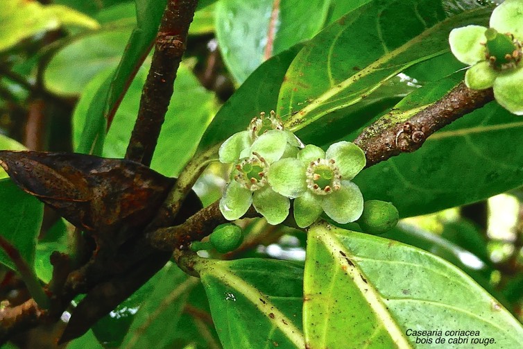 Casearia coriacea .bois de cabri rouge . ( fleurs )salicaceae.endémique Réunion Maurice.P1027534