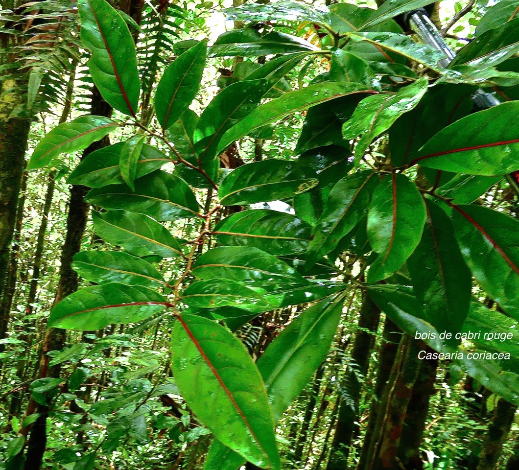 Casearia coriacea.bois de cabri rouge.salicaceae.endémique Réunion Maurice.P1027643