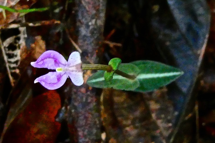 Disperis cordata.orchidaceae.inqigène Réunion.P1027503