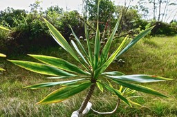 Dracaena reflexa.bois de chandelle.asparagaceae.indigène Réunion. P1027449