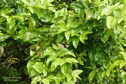 Grangeria borbonica.bois de punaise.( feuillage ) .chrysobalanaceae. endémique Réunion Maurice .P1027471