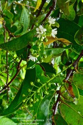 Grangeria borbonica.bois de punaise. ( inflorescences ) chrysobalanaceae.endémique Réunion Maurice.P1027551