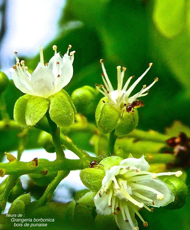 Grangeria borbonica.bois de punaise. ( fleurs visitées par des fourmis ) chrysobalanaceae.endémique Réunion Maurice .P1027474