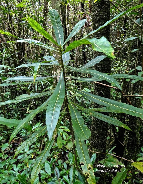 Hugonia serrata.liane de clef. linaceae.endémique Réunion Maurice.P1027907