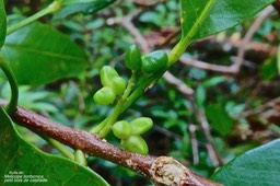 Melicope borbonica .petit bois de catafaille. (fruits ) rutaceae.endémique Réunion.P1027923