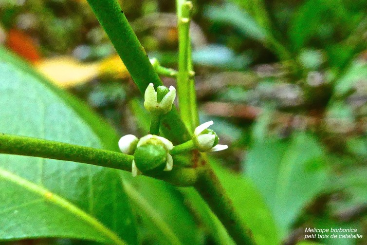 Melicope borbonica .petit bois de catafaille.(fruits en formation.) rutaceae.endémique Réunion.P1027916
