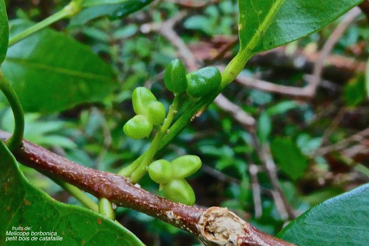 Melicope borbonica .petit bois de catafaille. (fruits ) rutaceae.endémique Réunion.P1027923