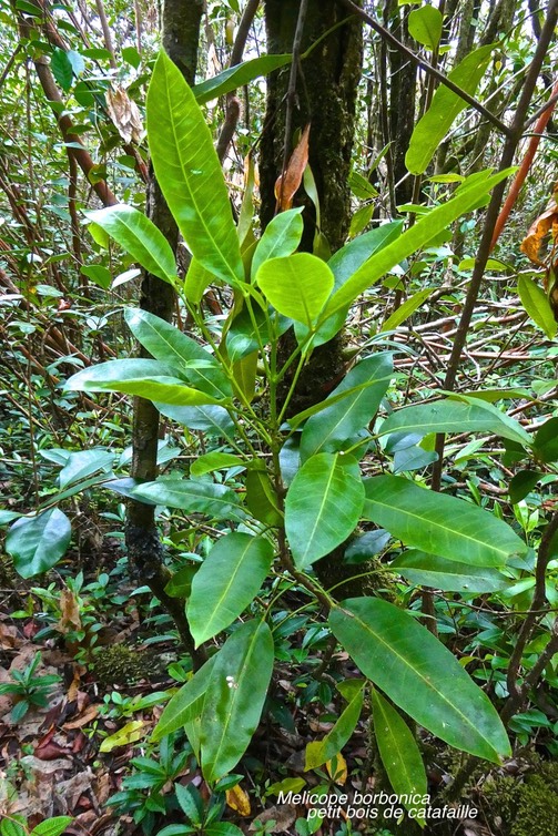 Melicope borbonica .petit bois de catafaille.rutaceae.endémique Réunion.P1027921