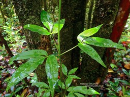 Melicope obtusifolia.catafaille patte poule. ( jeune pousse ) rutaceae.endémique Réunion Maurice.P1027625