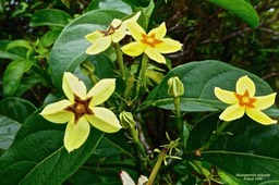 Mussaenda arcuata. lingue café .rubiaceae.indigène Réunion P1027453