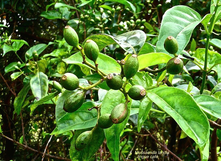 Mussaenda arcuata .lingue café.( avec fruits verts  )rubiaceae. indigène Réunion.P1027459
