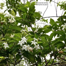 Mussaenda landia. quinquina du pays.lingue en arbre.rubiaceae.endémique Réunion Maurice .P1027463