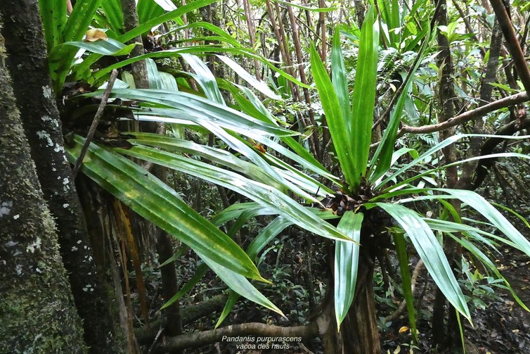 Pandanus purpurascens.vacoa des hauts.pandanaceae.endémique Réunion.P1027902