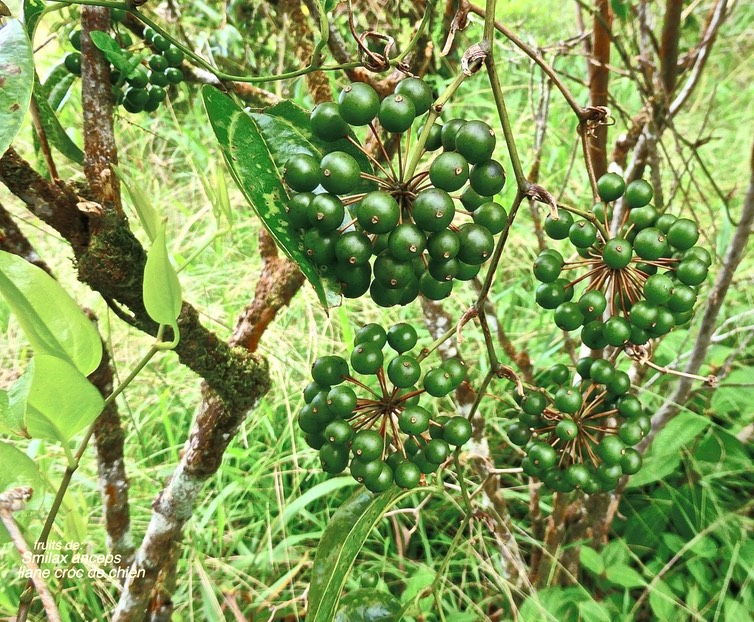 Smilax anceps.liane croc de chien.( fruits ) smilacaceae. indigène Réunion.P1027927