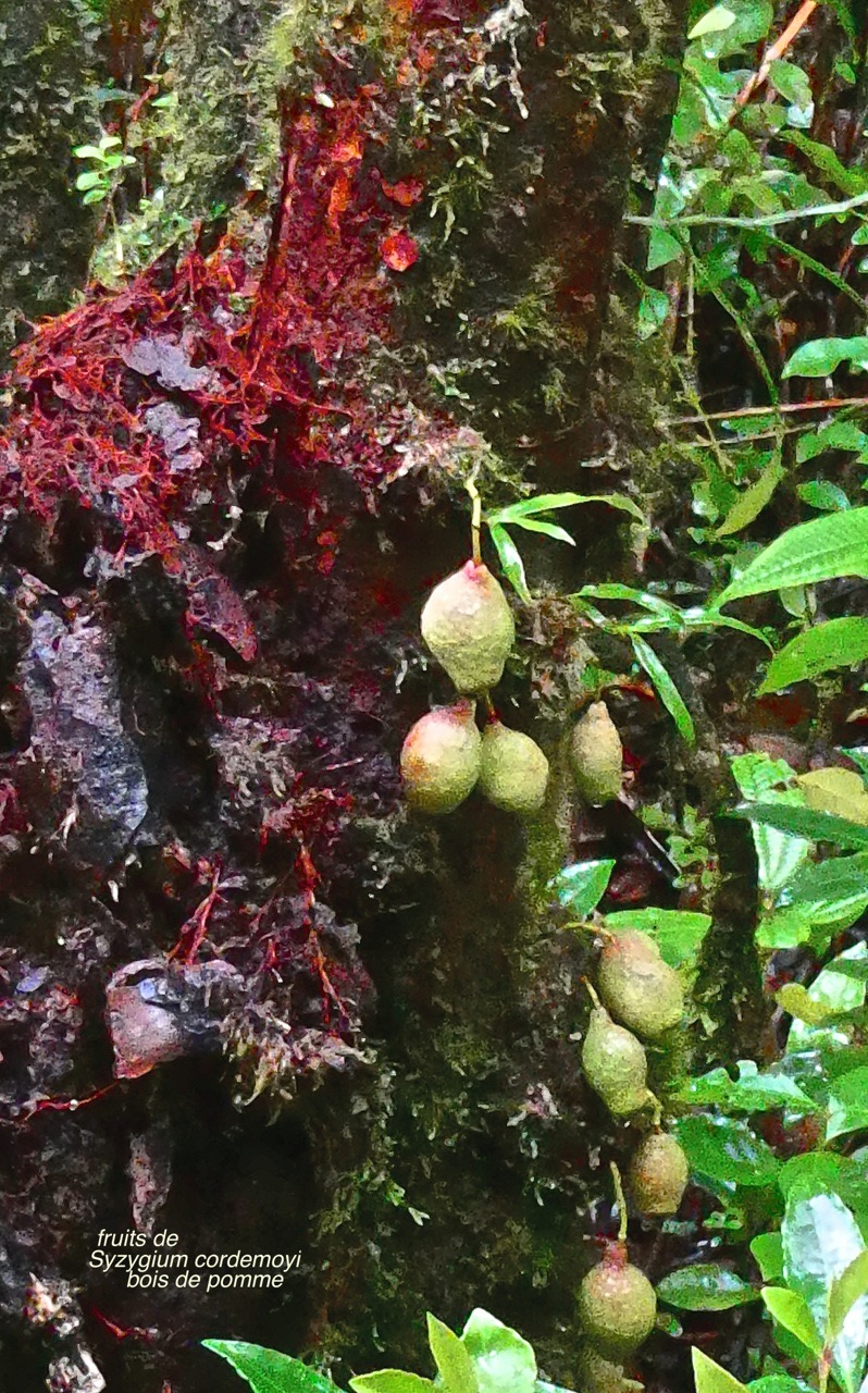 Syzygium cordemoyi. bois de pomme . ( fruits sur le tronc ). myrtaceae.endémique Réunion.P1027604