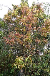 Syzygium cymosum. bois de pomme rouge .myrtaceae .endémique Réunion.Maurice .P1027561