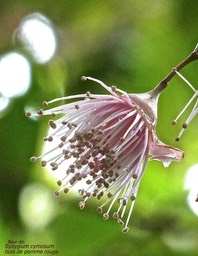 Syzygium cymosum .bois de pomme rouge.(fleur ) myrtaceae.endémique Réunion Maurice.P1027751